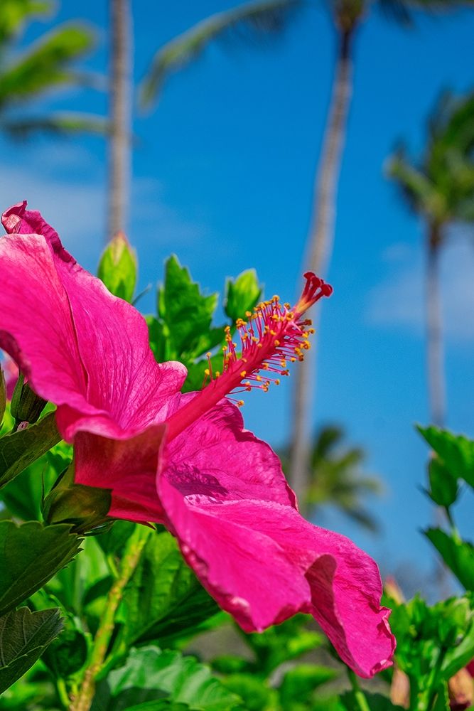 Hibiscus